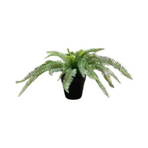 HELECHO VERDE CON MACETA NEGRA DE PLÁSTICO ALTO 25 CM