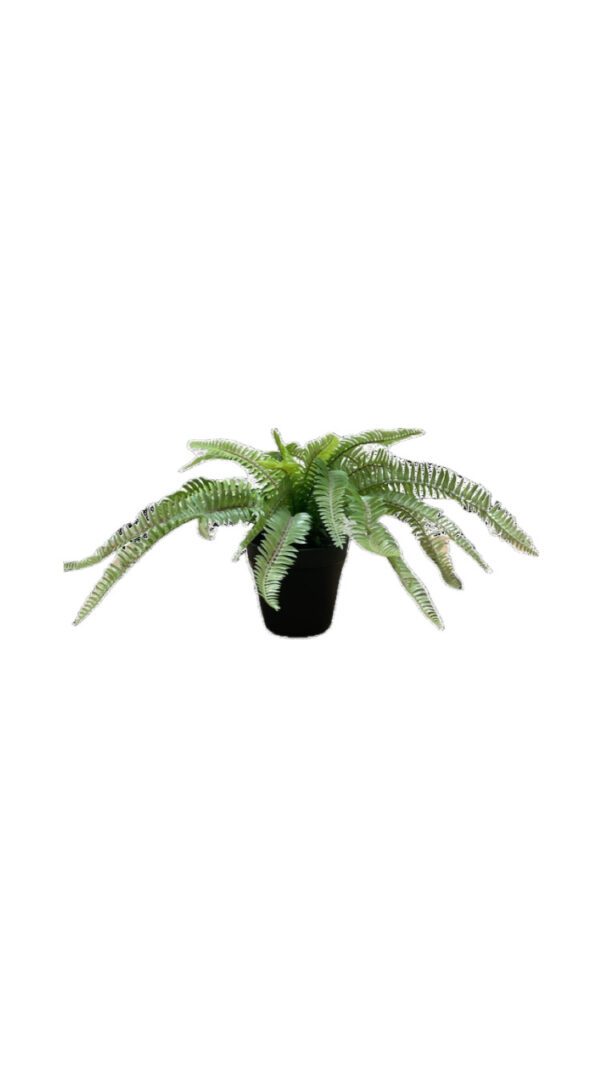 HELECHO VERDE CON MACETA NEGRA DE PLÁSTICO ALTO 25 CM