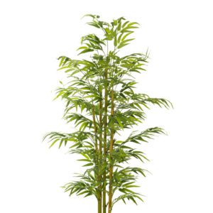 ARBOL BAMBU ORIENTAL CON MACETA PLASTICO NEGRA ALTO 150 CM