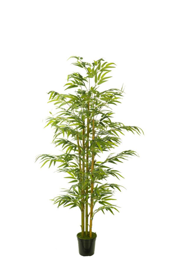 ARBOL BAMBU ORIENTAL CON MACETA PLASTICO NEGRA ALTO 150 CM