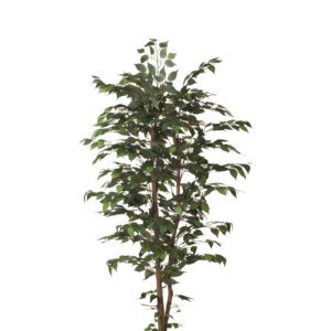 ARBOL FICUS CON MACETA PLASTICO NEGRA ALTO 150 CM
