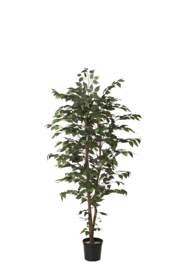ARBOL FICUS CON MACETA PLASTICO NEGRA ALTO 150 CM
