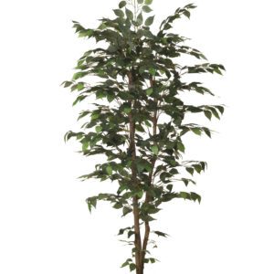 ARBOL FICUS CON MACETA PLASTICO NEGRA ALTO 180 CM