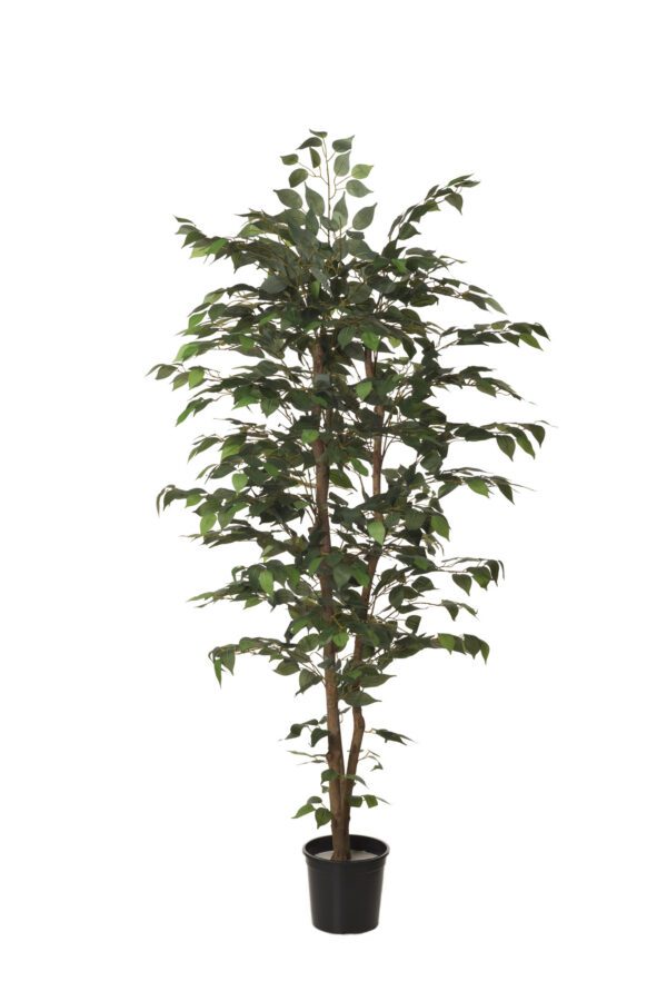 ARBOL FICUS CON MACETA PLASTICO NEGRA ALTO 180 CM
