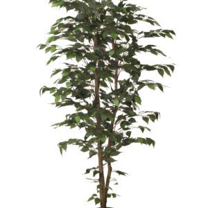 ARBOL FICUS CON MACETA PLASTICO NEGRA ALTO 210 CM