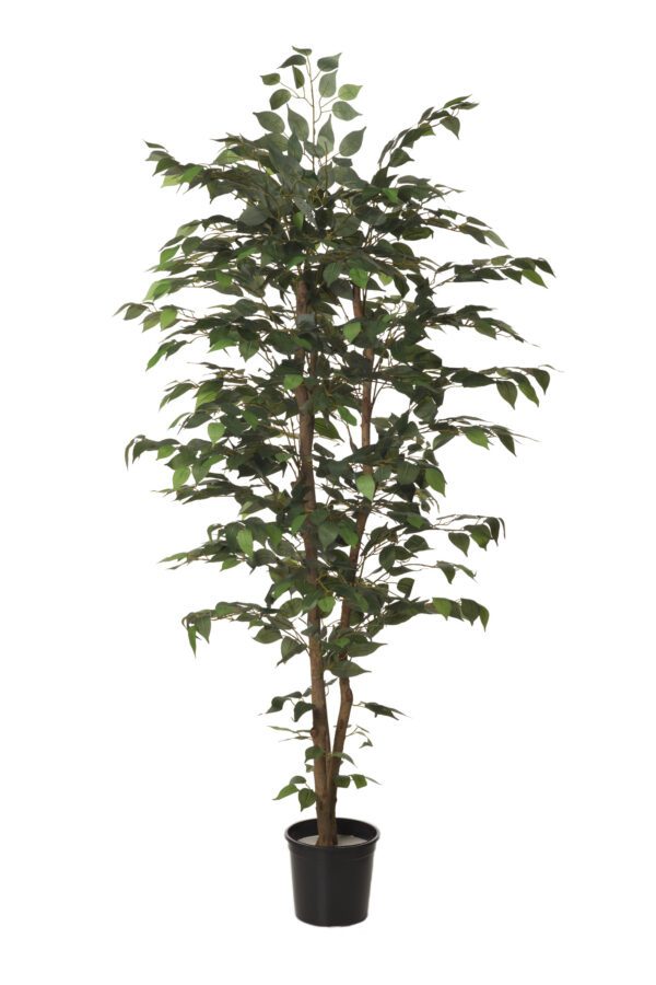 ARBOL FICUS CON MACETA PLASTICO NEGRA ALTO 210 CM