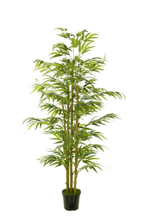 ARBOL BAMBU ORIENTAL CON MACETA PLASTICO NEGRA ALTO 180 CM