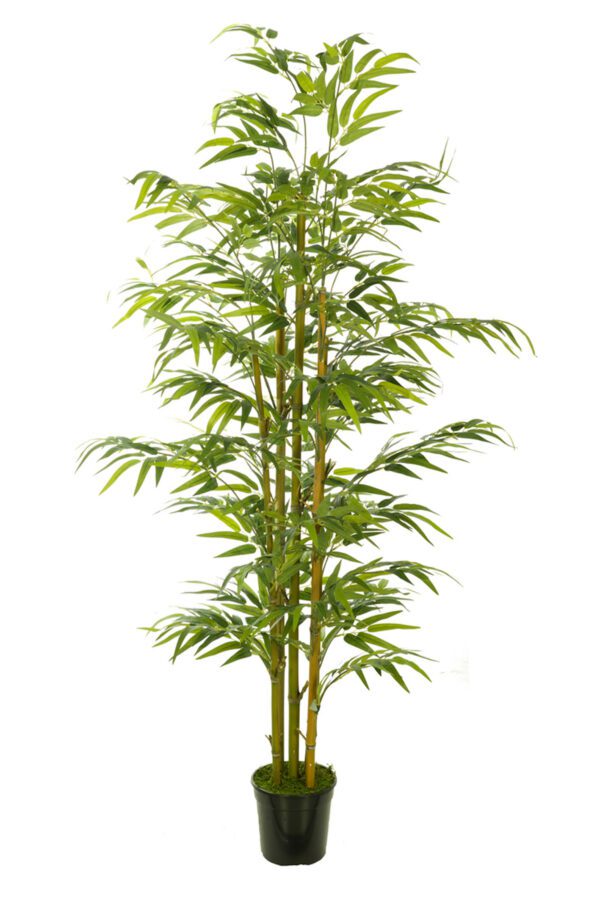 ARBOL BAMBU ORIENTAL CON MACETA PLASTICO NEGRA ALTO 210 CM