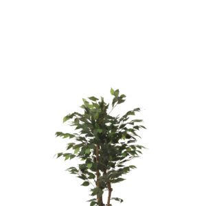 ARBOL FICUS CON MACETA PLASTICO NEGRA ALTO 120 CM