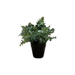 EUCALIPTO VERDE CON MACETA NEGRA DE PLÁSTICO  22 CM