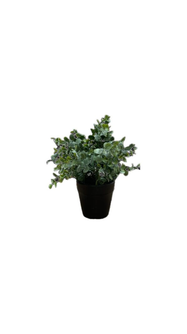 EUCALIPTO VERDE CON MACETA NEGRA DE PLÁSTICO  22 CM