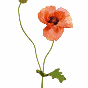 AMAPOLA NARANJA 63 CM