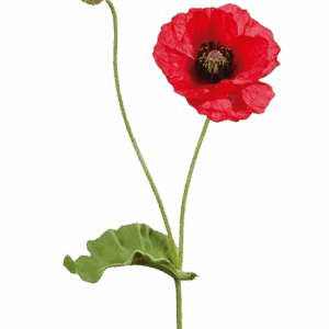 AMAPOLA ROJA 63 CM