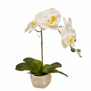 CENTRO ORQUIDEA BLANCA MACETA CERÁMICA CARA BLANCA 40 CM