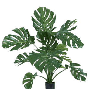 MONSTERA ALTO 80 CM