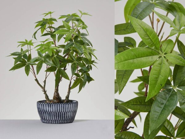 ÁRBOL DE LA FORTUNA CON MACETA DE CERAMICA INCLUIDA ALTO 60 CM