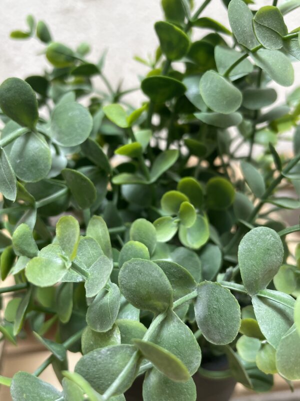 EUCALIPTO VERDE CON MACETA NEGRA DE PLÁSTICO  22 CM - Imagen 2