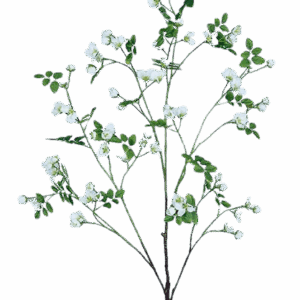 Campanula blanca