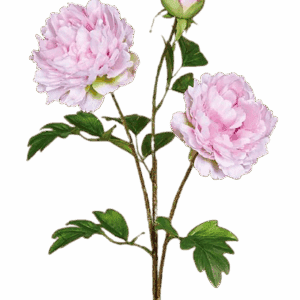 PEONIA DOBLE ROSA ALTO 70 CM