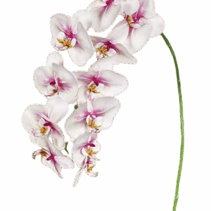 ORQUIDEA BLANCA-ROSA 99 CM SIN HOJA
