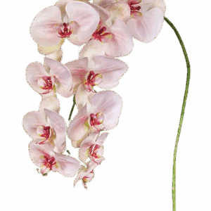 ORQUIDEA ROSA CLARO-ROSA FUERTE 99 CM SIN HOJA