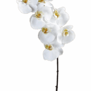 ORQUIDEA BLANCA TALLO OSCURO 85 CM SIN HOJA