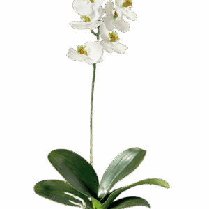 ORQUIDEA BLANCA 66 CM CON HOJA