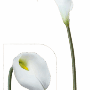 CALA BLANCA ALTO 78 CM