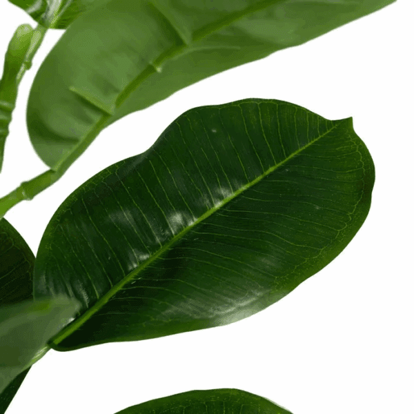 MINI ARBOL FICUS CON MACETA PLASTICO NEGRA ALTO 65 CM - Imagen 3