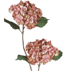 Hortensia rosa