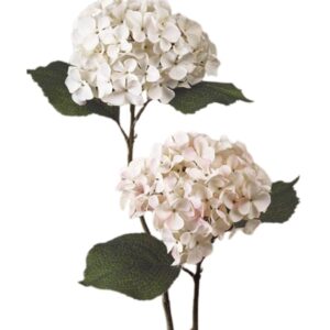 Hortensia cruda