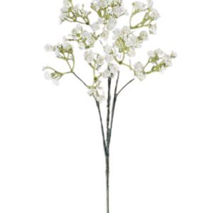GYPSOPHILA